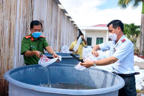 Bạc Liêu: Phát hiện gần 5,3 triệu con tôm giống chưa qua kiểm dịch