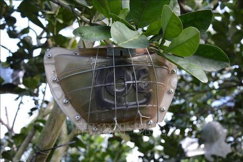 Bưởi tạo hình, khắc chữ giá cao vẫn 'hút hàng'