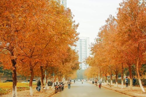 Sự thật 'ngã ngửa' về con đường Hàn Quốc lãng mạn, ngập trời lá phong đỏ nổi tiếng Hà Nội