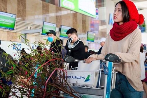 Hàng không kiêm buôn đào, mai Tết, gia tăng thu nhập trong thời đại dịch