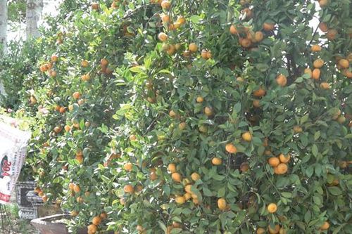 Quýt và cam Canh Hà Nội xuất hiện ở Sa Đéc thu hút khách