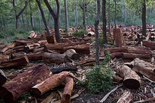 Hành động quyết liệt của EU nhằm ngăn nạn phá rừng