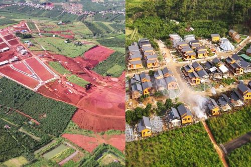 Yêu cầu dừng thi công 'dự án' cạo trọc đồi chè và bức tử rừng thông ở Lâm Đồng