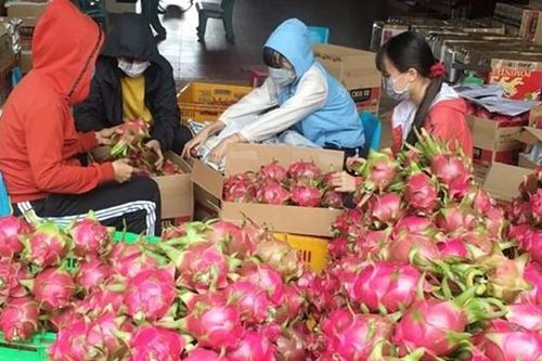 300 nghìn tấn thanh long cần tiêu thụ