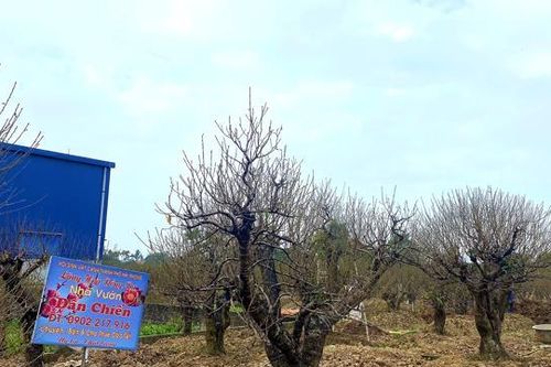 Hải Phòng: Người dân trồng đào tất bật chuẩn bị phục vụ Tết