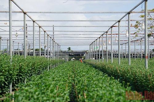 Người trồng hoa Đà Nẵng 'ngóng' Tết
