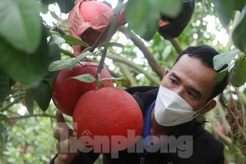 Nông dân thu hàng trăm triệu đồng từ giống bưởi đỏ dịp Tết