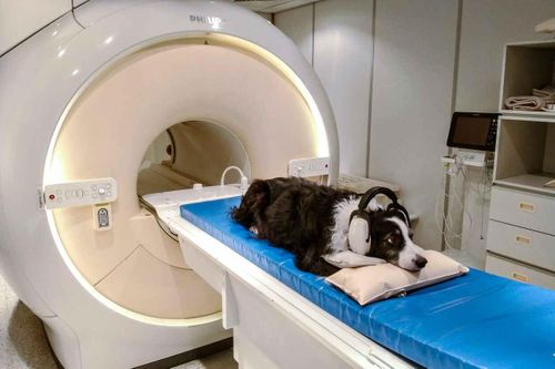 Nghiên cứu phát hiện chó cưng có thể hiểu tiếng nước ngoài mà không cần học