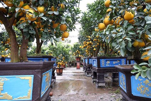 Vườn bưởi cảnh cổ thụ tiền tỷ ở Hưng Yên