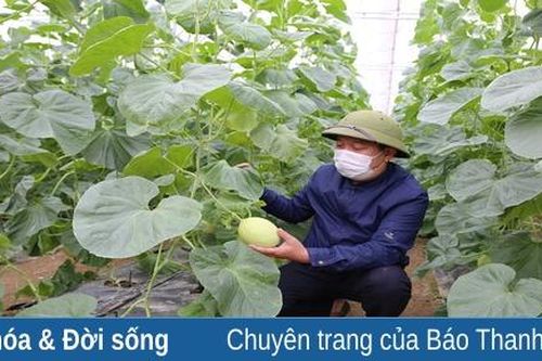 Nông dân dồn sức chăm sóc cây vụ tết