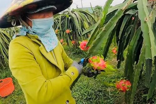 Thương lái bỏ cọc, người trồng thanh long khóc ròng vì mất Tết