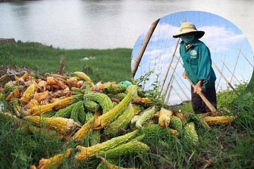 Rau củ hư hỏng vứt đầy bờ sông, nông dân Quảng Nam lo mất Tết