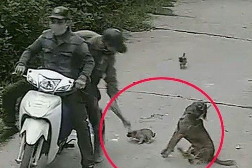Án nước ngoài-Luật Việt Nam: Đi tù vì buôn bán thịt…chó