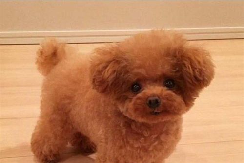 Gửi chó Poodle về quê nhờ bố mẹ chăm hộ, chàng trai tá hỏa khi gặp lại chó cưng