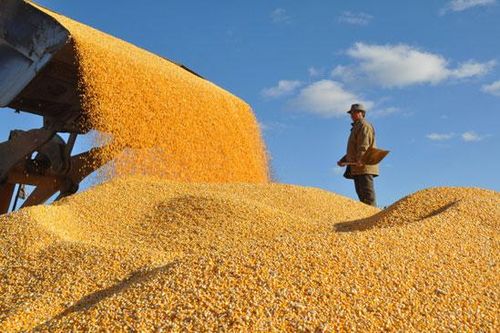 FAO: Giá lương thực trên thế giới đạt mức cao nhất trong một thập kỷ