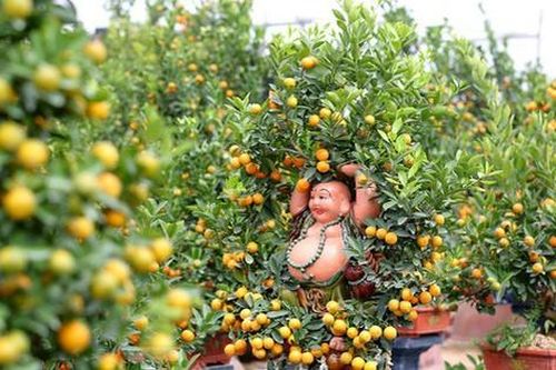 Đây là những cây cảnh đang gây sốt dịp Tết Nhâm Dần 2022