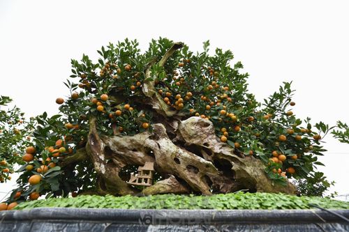 Quất bonsai ghép gỗ lũa giá trăm triệu đồng phục vụ Tết