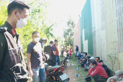 Hàng chục con bạc sát phạt tại 'sới gà' trong rẫy cà phê
