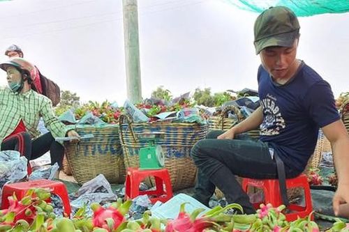 Chủ kho lạnh ngừng mua thanh long, dân lao đao