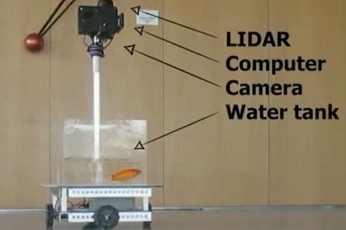 Xem cá vàng học cách 'lái' người máy trên cạn
