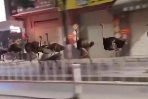 Video chim đà điểu 'diễu binh' náo loạn thành phố Trung Quốc
