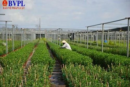 Cận Tết, người trồng hoa Đà Nẵng lo lắng vì vắng khách mua