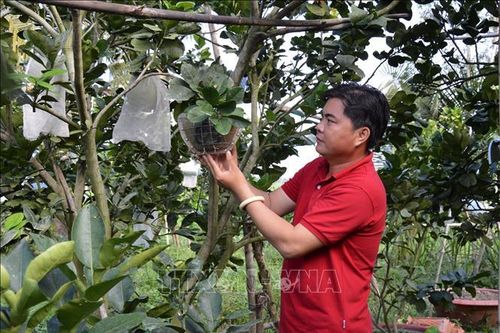 Bưởi tạo hình, khắc chữ giá cao nhưng vẫn hút hàng