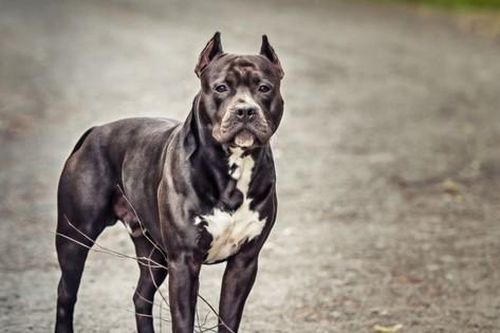 Chó Pit Bull là 'thủ phạm' của hầu hết các vụ cắn người