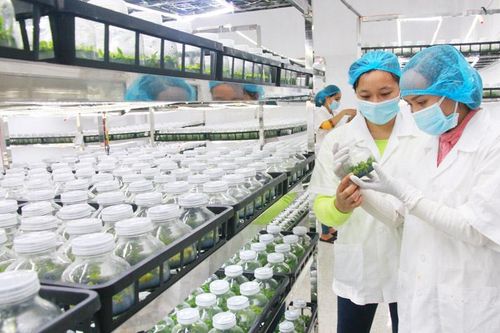 Nông nghiệp Việt Nam: Thích ứng linh hoạt trước thách thức