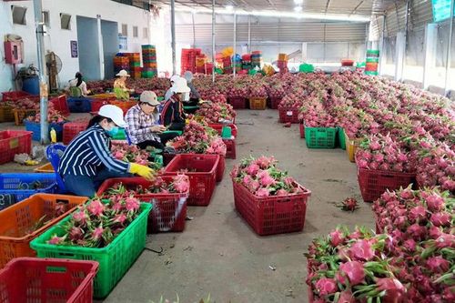 Bộ Công Thương đề nghị phối hợp tiêu thụ thanh long và nông sản vào vụ