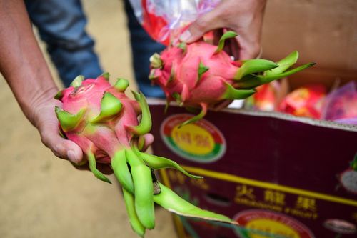 Long An kêu gọi 'giải cứu' 26.000 tấn thanh long