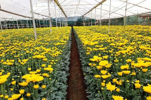 Lâm Đồng: Khởi sắc từ làng trồng rau, hoa Xuân Thọ