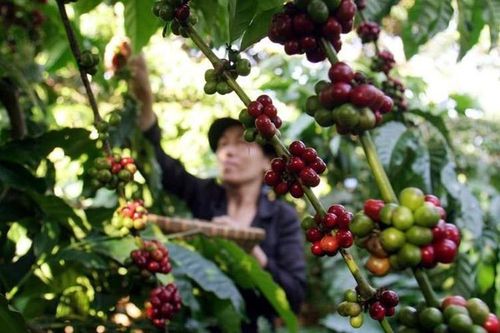 Thị trường cà-phê quốc tế và trong nước đồng loạt đi xuống