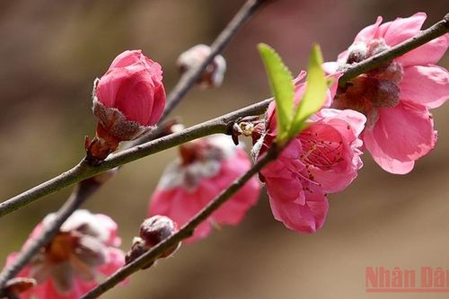 Lịch nghỉ Tết Nguyên đán 2022 từ ngày 31/1 đến hết ngày 4/2/2022