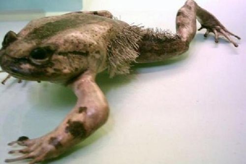 Kinh ngạc những động vật sở hữu 'siêu năng lực', có loài bất tử