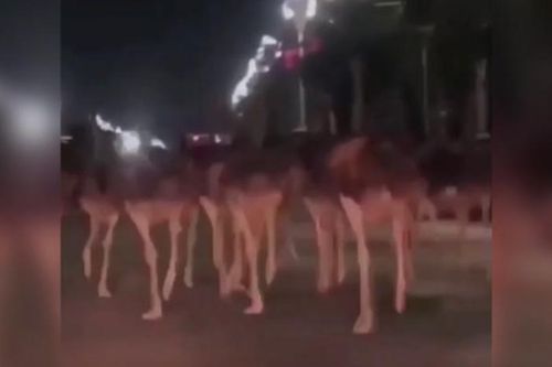 Video đàn đà điểu 'đại náo' đường phố Trung Quốc