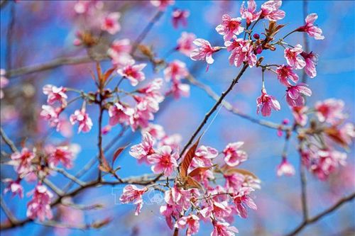 Ngắm hoa Tớ Dày bung nở trên núi rừng Tây Bắc