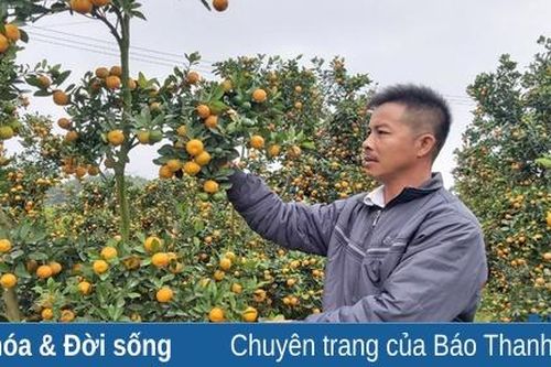 Những vườn quất cảnh vàng rực ở Hợp Tiến sẵn sàng cho tết