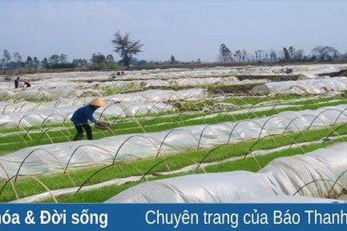 Bà con nông dân tập trung chống rét cho mạ