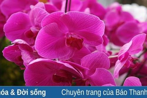 Hoa phong lan, thú chơi tao nhã dịp tết