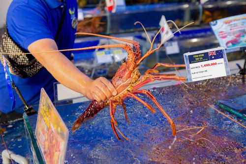 Tôm hùm Australia đại hạ giá