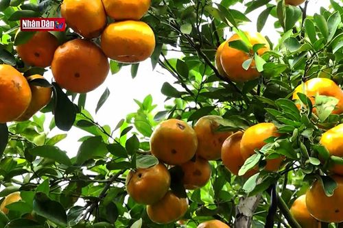Vườn quýt hồng Lai Vung nhộn nhịp mùa Tết