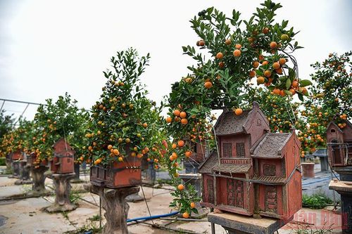 Độc đáo những mẫu quất cảnh dịp Tết Nhâm Dần 2022