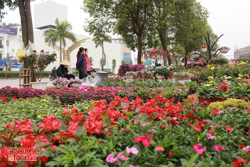 Phố phường thành Vinh ngập tràn sắc hoa đón Tết