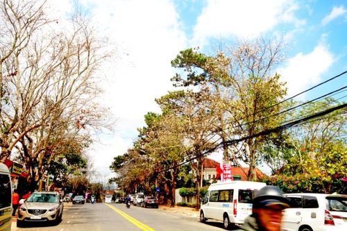 Hoa ban rừng trên phố núi