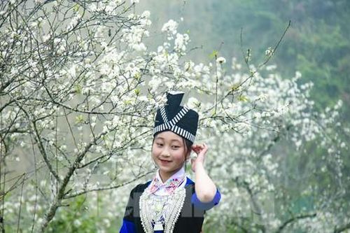 Thiếu nữ khoe sắc bên thiên đường hoa mận trắng xứ Nghệ đẹp như tranh