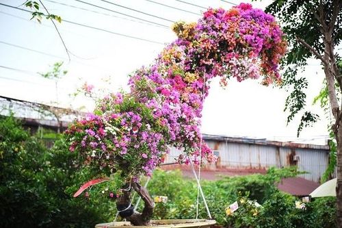 Độc bản Tết 2022: Hoa giấy dáng rồng giá 250 triệu