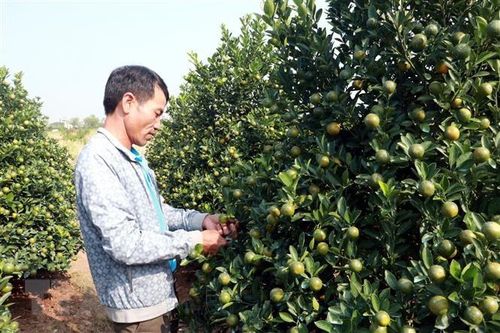 Nam Định: Người trồng quất Tết lo thất thu vì tiêu thụ chậm