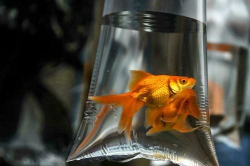 Dù trí nhớ kém nhưng cá vàng lại có một biệt tài khó tin