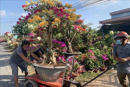 Sắc xuân nơi 'vương quốc hoa giấy' Phú Sơn